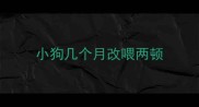 小狗几个月改喂两顿