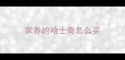 家养的哈士奇怎么买