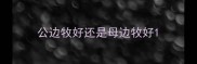 公边牧好还是母边牧好