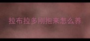 拉布拉多刚抱来怎么养
