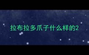 拉布拉多爪子什么样的