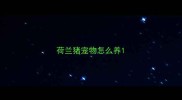 荷兰猪宠物怎么养