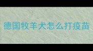 德国牧羊犬怎么打疫苗
