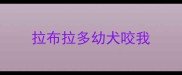 拉布拉多幼犬咬我