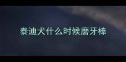 泰迪犬什么时候磨牙棒