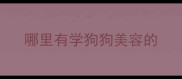 哪里有学狗狗美容的
