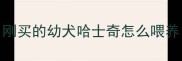 刚买的幼犬哈士奇怎么喂养