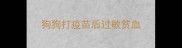狗狗打疫苗后过敏贫血