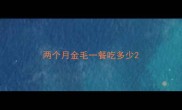 两个月金毛一餐吃多少
