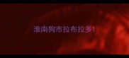 淮南狗市拉布拉多