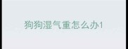狗狗湿气重怎么办