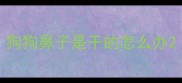 狗狗鼻子是干的怎么办