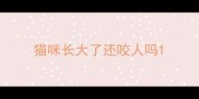 猫咪长大了还咬人吗