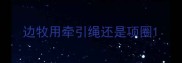 边牧用牵引绳还是项圈