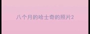 八个月的哈士奇的照片