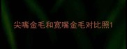 尖嘴金毛和宽嘴金毛对比照