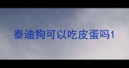 泰迪狗可以吃皮蛋吗