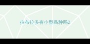 拉布拉多有小型品种吗