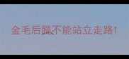 金毛后腿不能站立走路