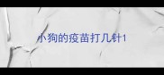 小狗的疫苗打几针
