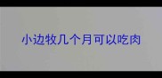 小边牧几个月可以吃肉