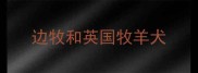 边牧和英国牧羊犬