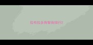 拉布拉多狗智商排行