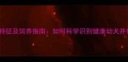 金毛幼犬的10大特征及饲养指南如何科学识别健康幼犬并做好培育准备