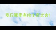 商丘哪里有哈士奇犬舍