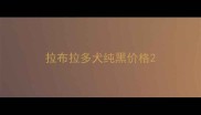 拉布拉多犬纯黑价格