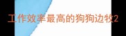 工作效率最高的狗狗边牧