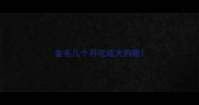 金毛几个月吃成犬狗粮
