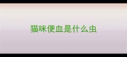 猫咪便血是什么虫