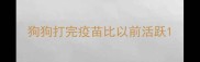 狗狗打完疫苗比以前活跃