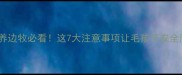 夏天养边牧必看这7大注意事项让毛孩子安全度夏