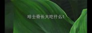 哈士奇长大吃什么