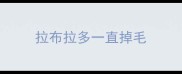 拉布拉多一直掉毛