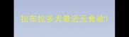 拉布拉多犬最近无食欲
