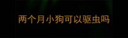 两个月小狗可以驱虫吗