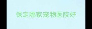 保定哪家宠物医院好