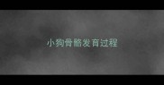 小狗骨骼发育过程