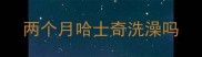 两个月哈士奇洗澡吗