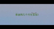 泰迪狗几个月生宝宝