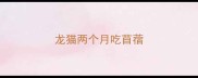 龙猫两个月吃苜蓿