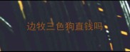 边牧三色狗直钱吗
