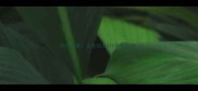 新手必看金毛幼犬3月龄发育全