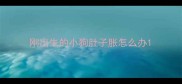 刚出生的小狗肚子胀怎么办