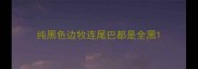 纯黑色边牧连尾巴都是全黑