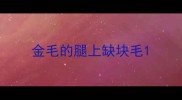 金毛的腿上缺块毛