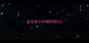 金毛每个时期的照片